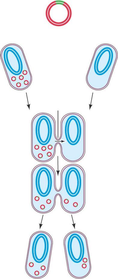 Plasmids: Have their own origin of replication - Replication is not synchronized with replication of host chromosome, but will not happen in absence of host machinery Can be present in multiple