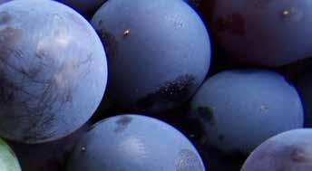SATI expects normal crop for 2016/17 season The South African Table Grape Industry (SATI) released the 1st Crop Estimate for the 2016/17 table grape season with a normal crop estimated to be between