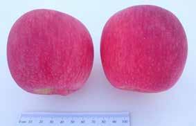 re:inc innovation het hulle nuwe appels wat in Europa geteel is bekend gestel by Interpoma, in Bolzano in die hartland van Italië se appelstreek.