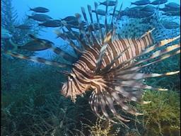 Figure 2.3: Lionfish [NOAA's National Centers for Coastal Ocean Science, Silver Spring, MD., USA] 2.2 Fish Pond Basically, there are two kinds of aquaculture.