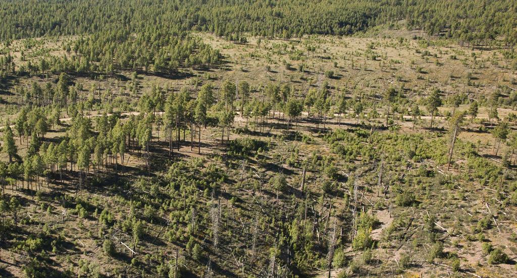 ABILITY HIGHLIGHTS CREATIVE SOLUTIONS FOR FOREST HEALTH The need to reduce the possibility of catastrophic wildfires in northern Arizona is critical to protect rural communities, reduce erosion and