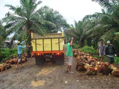 Is peat farming profitable? Analysis using 10% df Land use Location NPV (USD/ha/yr) Oil palm Jambi 896 1.09 Oil palm Riau 2,421 1.21 Rubber C. Kalimantan 4,421 1.