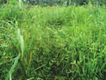 Hand-weeding regimes When should I start weeding NERICA rice fields?