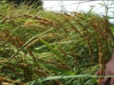 SRI LANKA Research is being done and varieties of rice that are able to grow in saline water are being