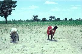 ZIMBABWE Higher temperatures and low rainfall make it harder to grow crops and feed animals.