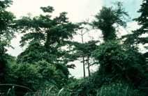Plantations to Agroforests Many
