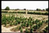 Medicinal plant market and hedged