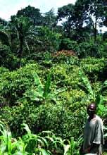 Concept of Agroforestry Sustainable landuse: 1. Livelihoods of local people 2. Export commodities 3.