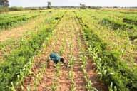 Concept of Agroforestry This concept of Agroforestry differs from: Farm