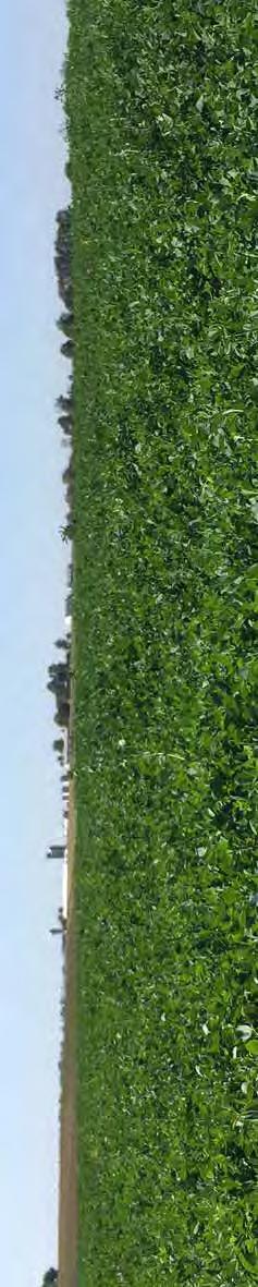Alfalfa Differences among alfalfa varieties are as great as those in corn and soybean varieties. Choose varieties based on performance rather than price.