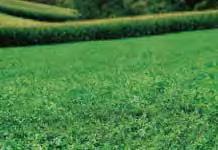 Alfalfa can best withstand grazing if rotated frequently or grazed in small strips. The last cutting of alfalfa should be made 3 to 4 weeks before the first killing frost date.