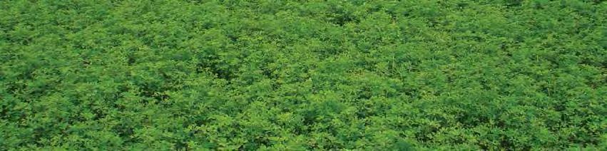 FSG 403LR Alfalfa Cutting System: 4-6 Superior lodging resistance Maximum forage yield potential forage quality Resistant to Aphanomyces Race 2 Greater standability to mid-bloom FSG 420LH Alfalfa