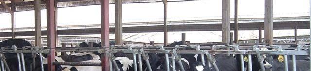 Coyne Farms 1,000 Registered Holstein