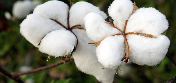 A PROFILE OF THE SOUTH AFRICAN COTTON MARKET