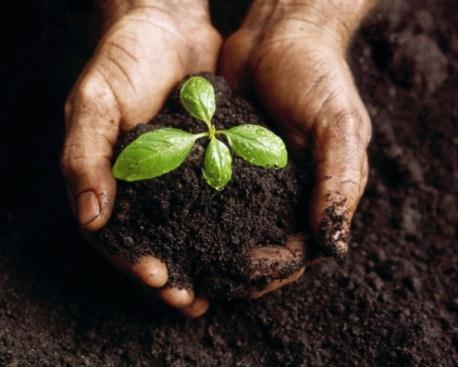 Soil biology Require carbon as an energy source to break down organic matter Release nutrients into plant available forms Improve and