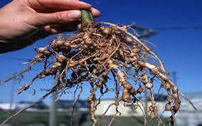 Nematodes Majority are free-living (saprophytic) nematodes which feed on bacteria and fungi influence decomposition of organic matter and making