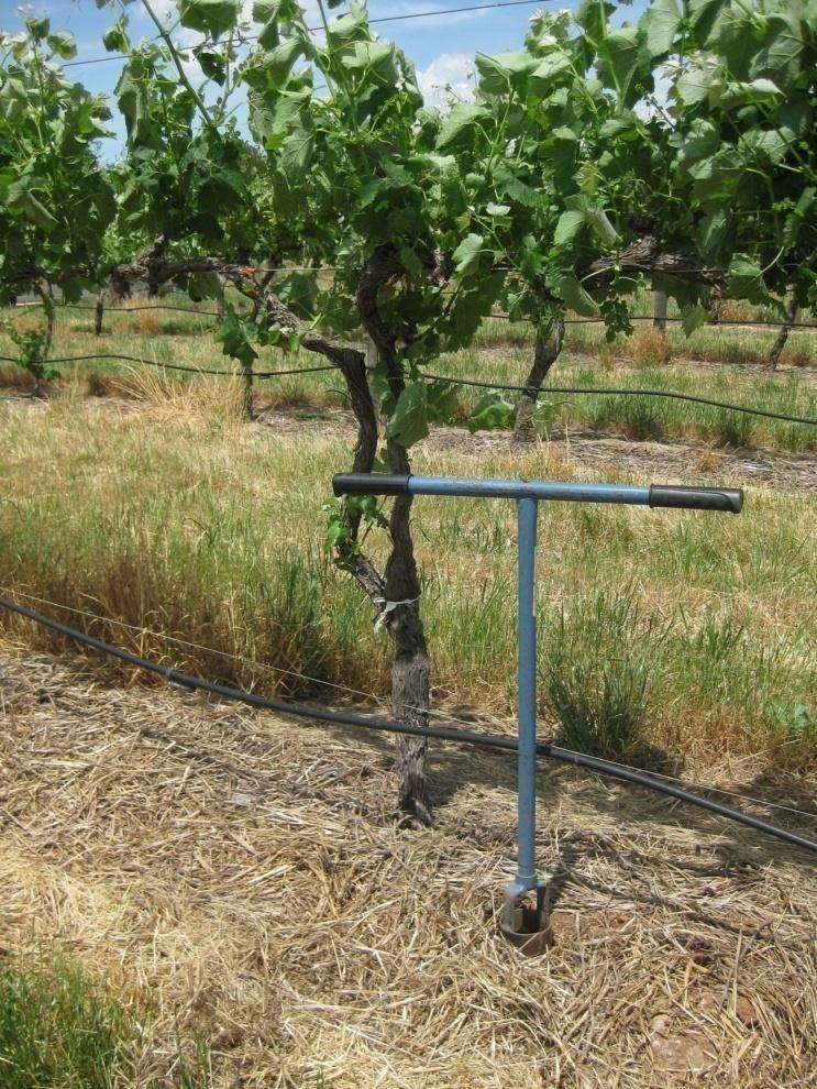 How to sample for soil biological health Sample 40 cm away from vine trunk, 20 cm out to midrow Depth to 20 cm Random sample