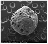 Particle size analysis The mean particle size of ethyl cellulose microspheres was found to be in the range between 147.72 ± 1.82 to 279.34 ± 1.69 µm and is shown in Table 3.