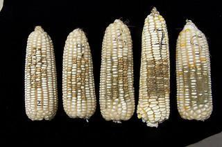 Aflatoxin contamination 2004 largest reported outbreak of aflatoxicosis in Kenya: 317 cases and 125 deaths.
