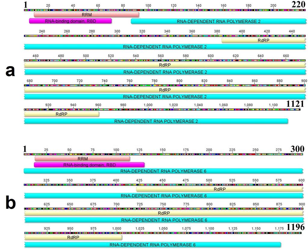 Fig. S7 Domain composition of RDRs identified in N. benthamiana. Sequences were identified in the N. benthamiana genome database (solgenomics.net).