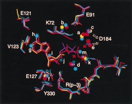 Biochemistry: Shaltiel et al. Proc. Natl. Acad. Sci. USA 95 (1998) 489 FIG. 7. Summary of the conserved water molecules in the active site cleft.