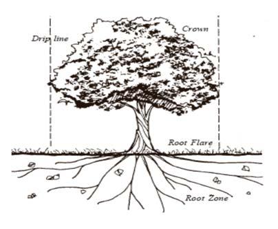Which trees should be saved? After analyzing the forest character, a professional should examine individual trees.