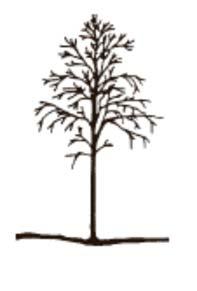 RED ALDER (Low-Moderate) Alnus rubra Identification: Medium tall tree to 12 or 15 m. Bark is grey.