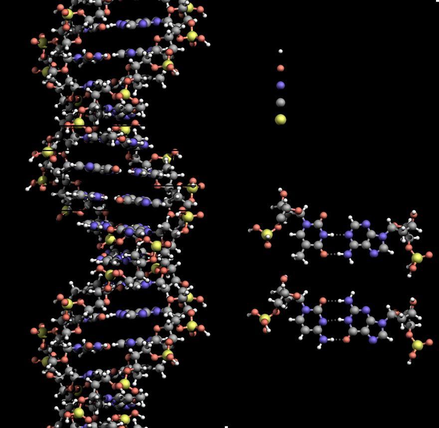 Deoxyribonucleic acid (DNA) - why is it so important?