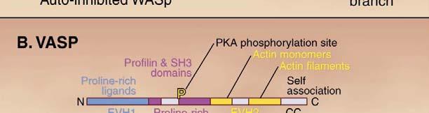 pathways and actin assembly.