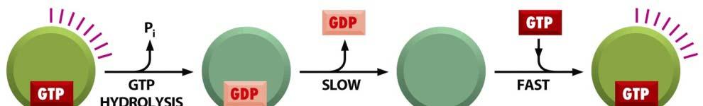 into GDP, the GTP binding