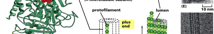 Microtubule Structure Polarized -plus (