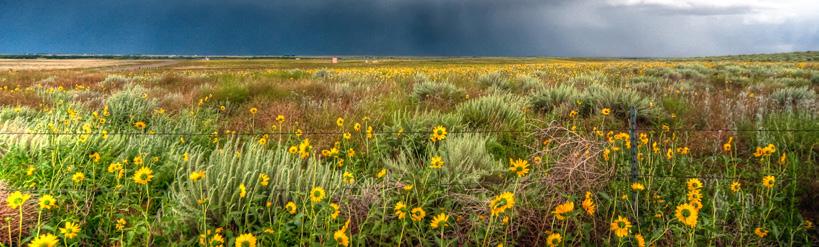 2009 53,000,000: Number of acres of grasslands converted across the Great Plains since 2009.