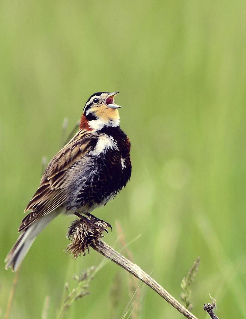 100% GRASSLAND BIRDS IN DECLINE Birds are highly sensitive to landscape changes which makes them excellent indicators of overall ecosystem health.