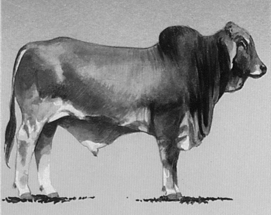 Brahman This breed was developed in the Southwestern United States by crossing Zebu cattle from India with British