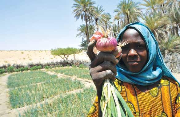 FAO response In 2013, FAO plans to support the most vulnerable households that have been affected by climatic shocks and the displacement crisis in Chad, by providing farmers with good quality cereal