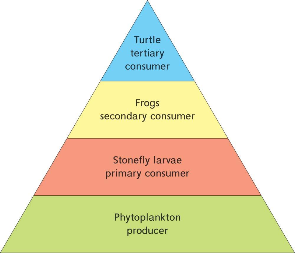 (b) 2 points total. One point for the food chain/trophic level pyramid and one point for the correct labeling. Food chain: Any one of the connections would be acceptable.