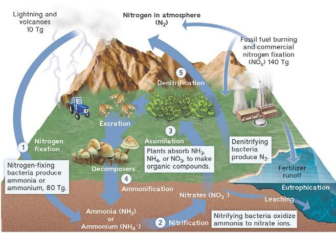Name Date Nitrogen Cycle Analysis 1. What are two ways nitrogen in the air (N 2) may be converted to usable nitrogen compounds?