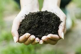 Soil Life and Carbon More organisms in a