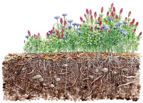 Soil Life Carbon Amendments Healthy Farm land Use Cover Crops to