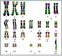 Each human Cell have 23 pairs