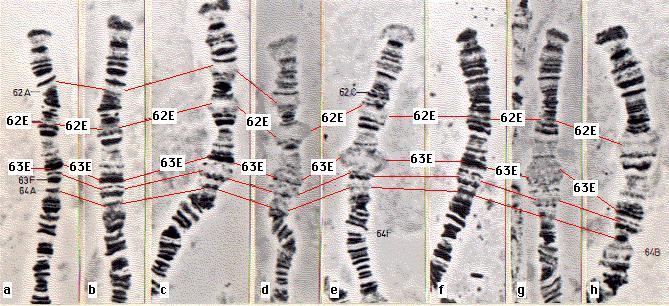 Chromosome Puffs Active Transcription Puffs represent active gene transcription Claus Pelling, Max-Planck Institute of Biology, Tübingen.