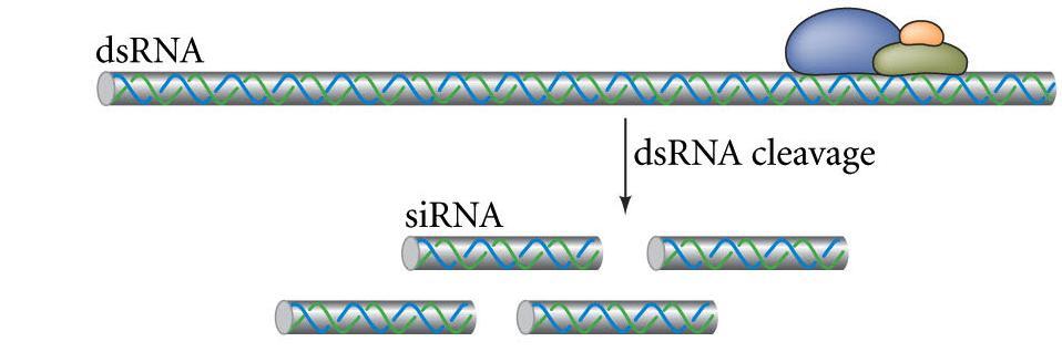 Method - RNA-Interference Dicer enzyme complex binds to dsrna - cleaves into short interfering RNA (sirna) Note - when dsrna is from