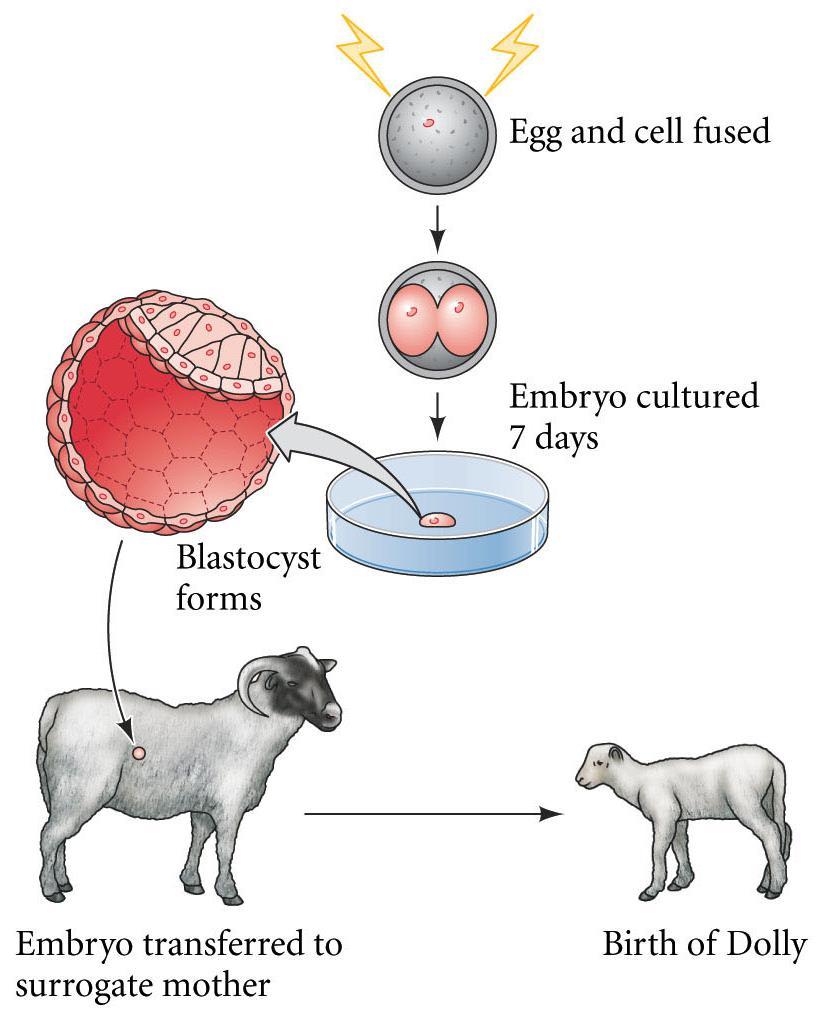 Mammalian Cloning - 2 Inner cell mass (ICM) forms embryo proper Trophoblast forms connections with placenta Mammalian cloning success in