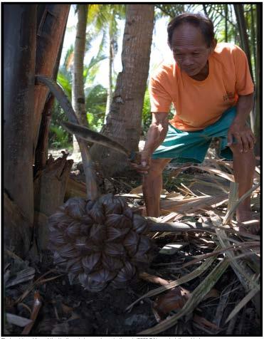 Its sap is extracted during palm tapping, an activity that has been practiced in Southeast Asia for centuries.