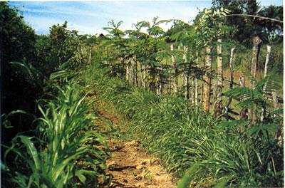 Hedgerows are also grown along fence lines or between fields. These forages can be cut regularly and used as feed. For example, Paspalum atratum 'Terenos' and Desmodium cinerea 'Las Delicias'.