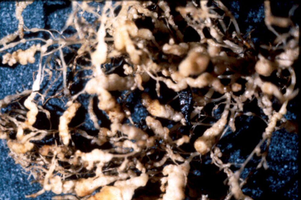 Root symptoms induced by sting or root-knot nematodes can oftentimes be as specific as aboveground symptoms.