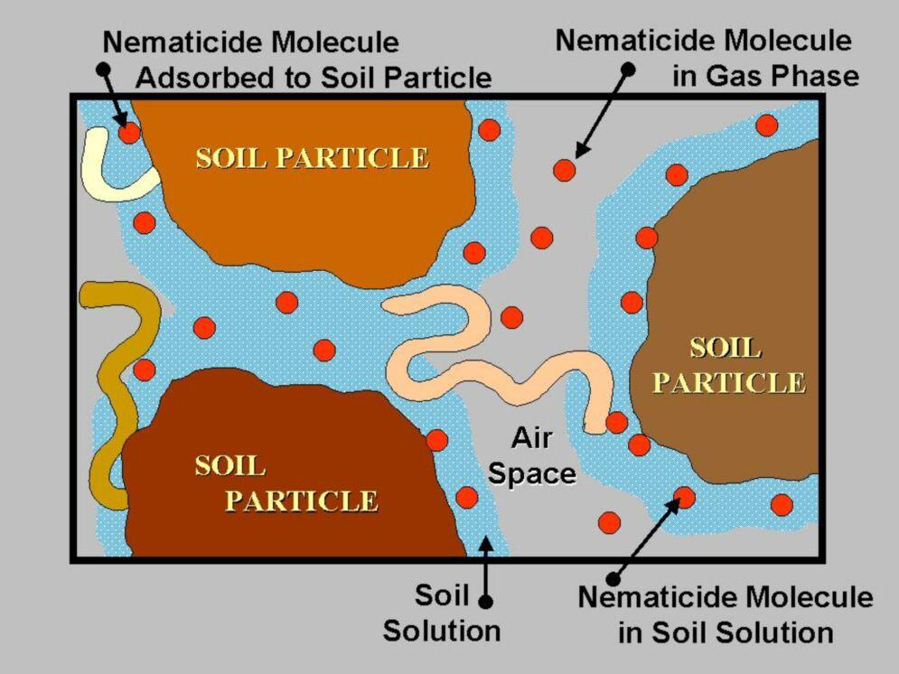 Nematode Management in Carrots 6 Summary Figure 10. Nematode as aquatic organisms encountering both liquid and gas phase nematicides in soil.