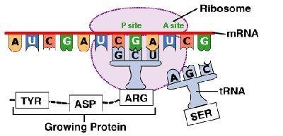 Translation= Making Proteins *See if you can explain what s