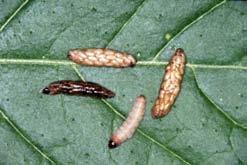Copidosoma, and parasitizing PTM larvae on left. reductions in pesticide use, with associated savings (eg from 7 insecticides per crop to none (O Sullivan & Horne 2000).