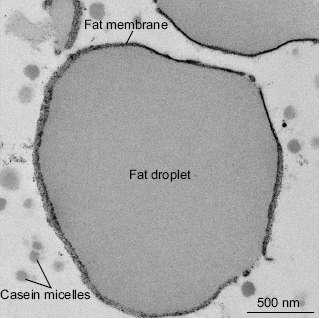 Milk as Model System To digest fat droplets, the membrane has to
